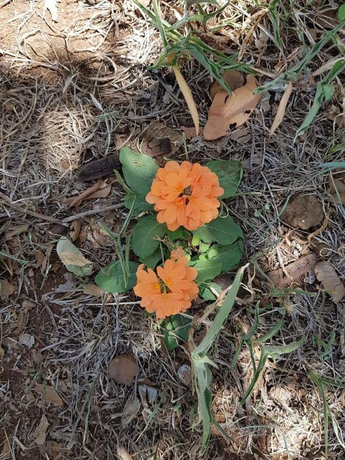 Crossandra
