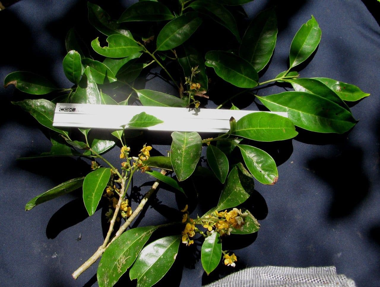 Meliosma 23