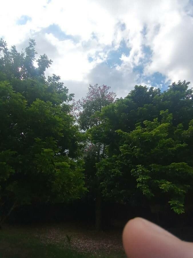 Ceiba speciosa 27
