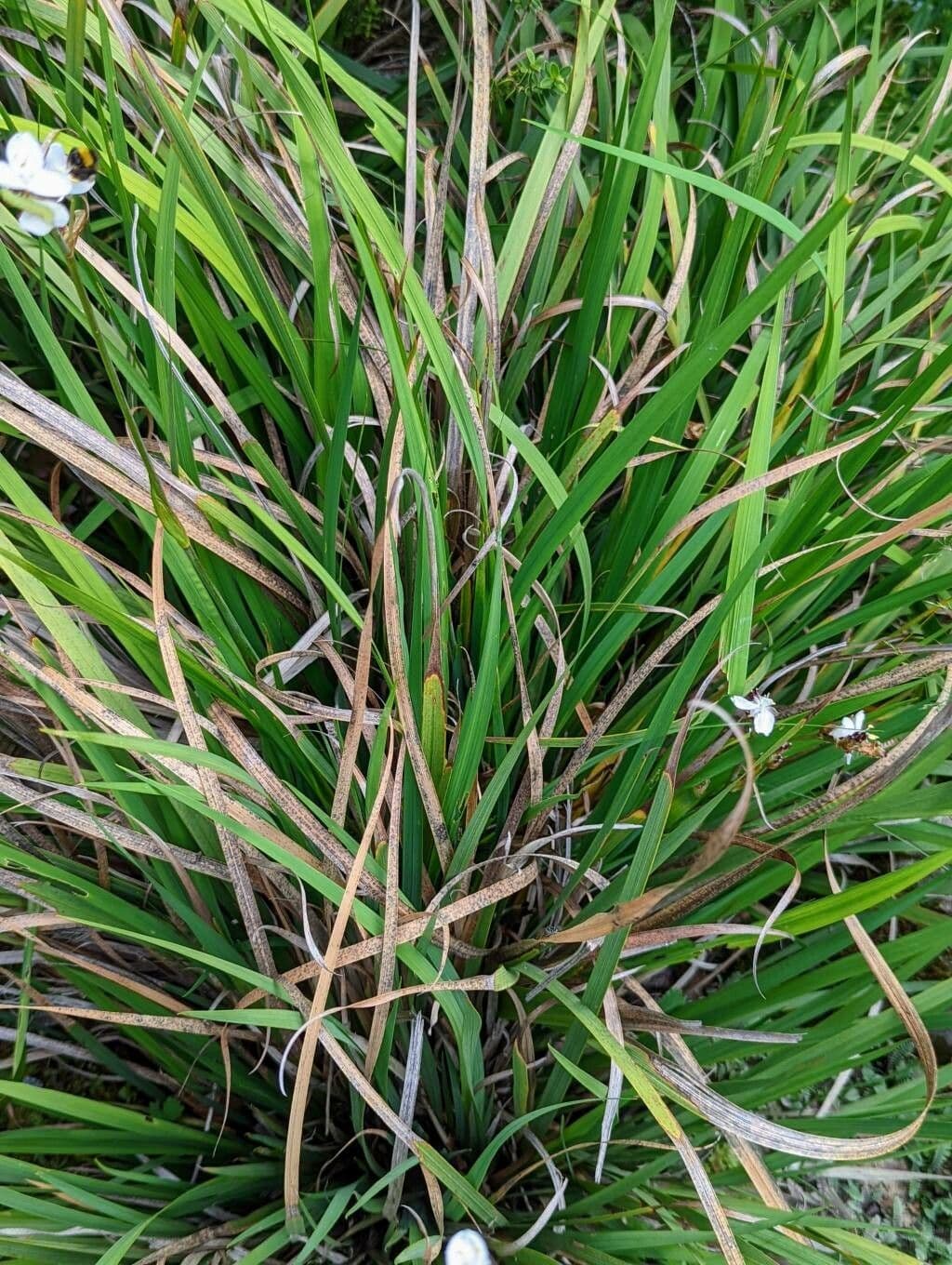 Libertia 5