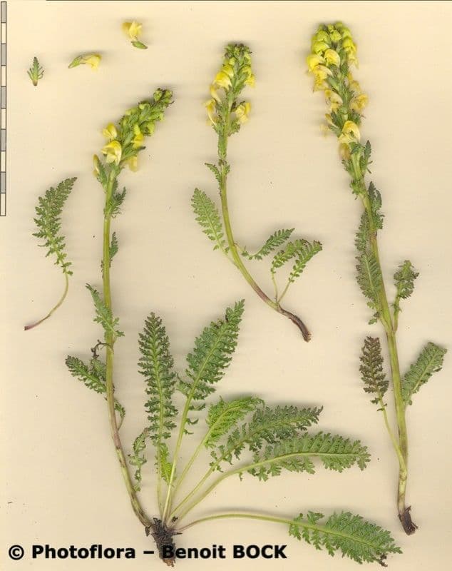 Pedicularis ascendens 19
