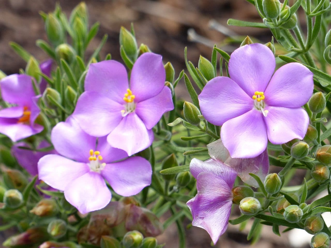 Orphium 4