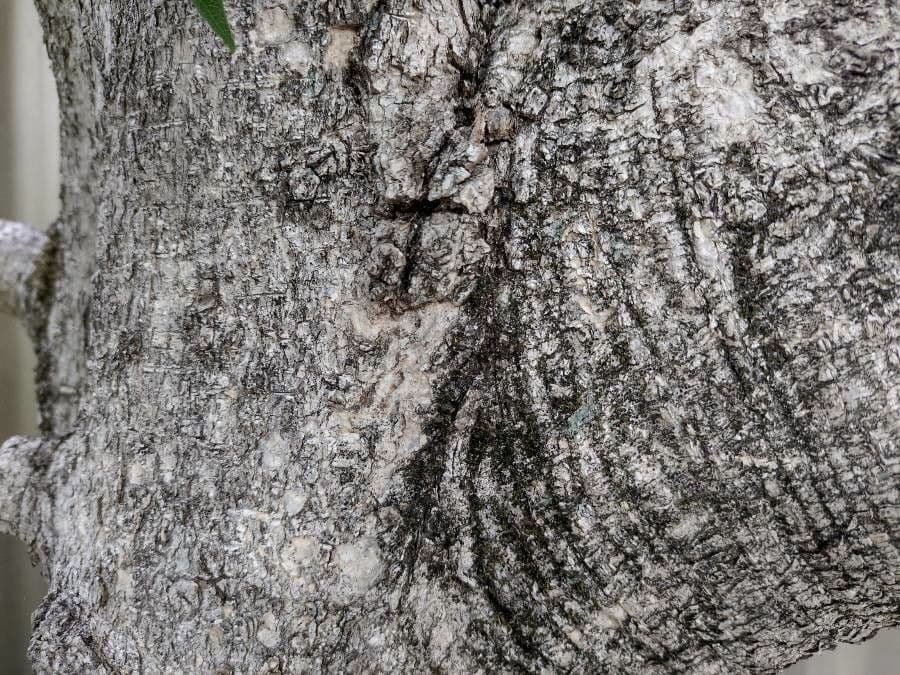 Auranticarpa rhombifolia 5