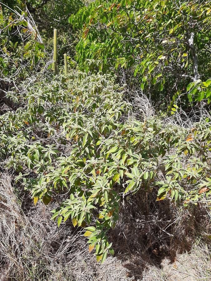 Croton giallo 15