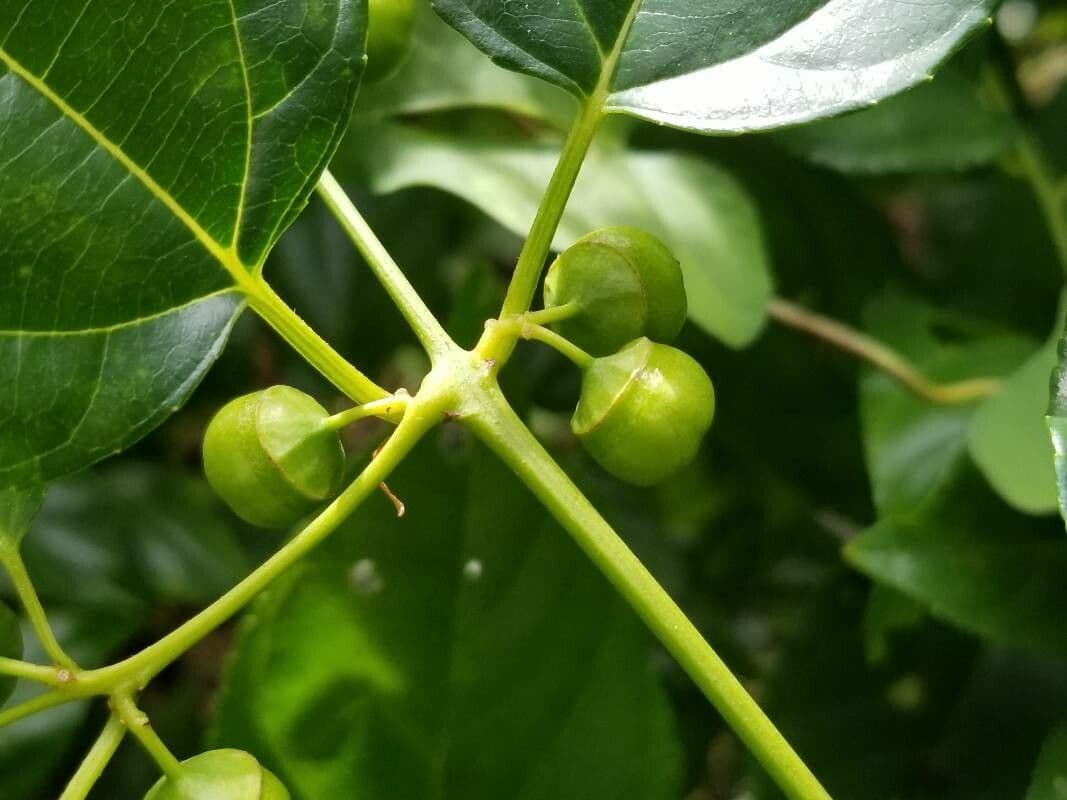 Colubrina 2