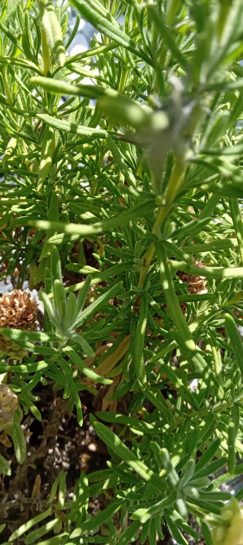 Lavanda verde 16