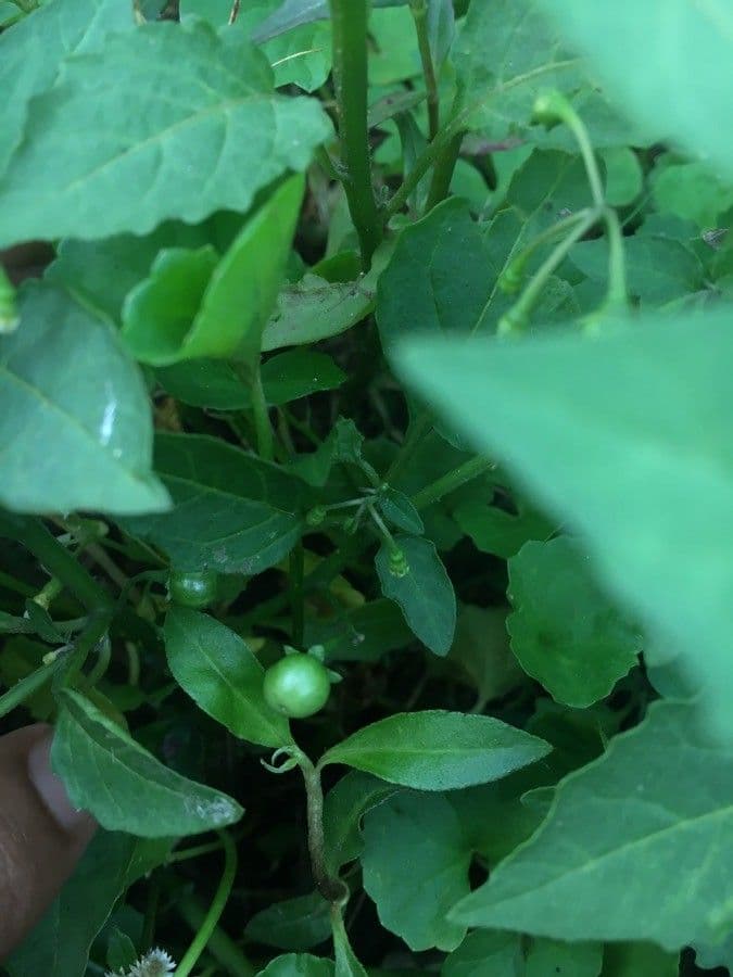 Solanum chenopodioides 4