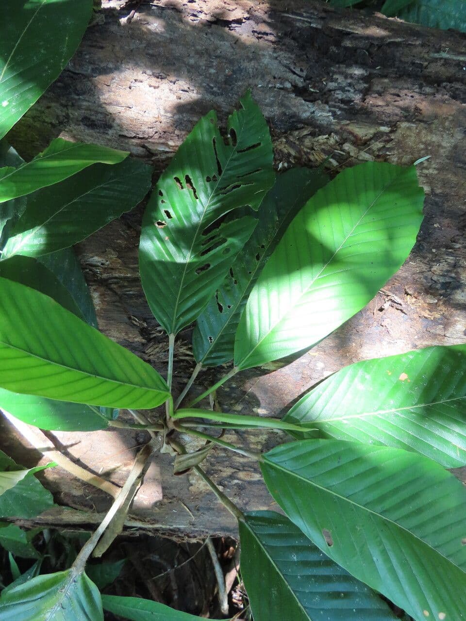 Pourouma 12