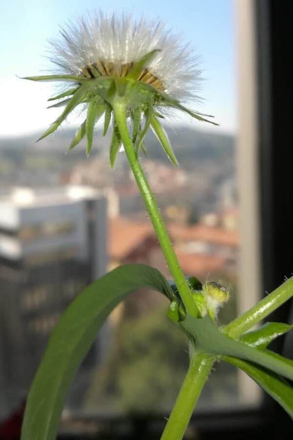 Crespigno comune 2