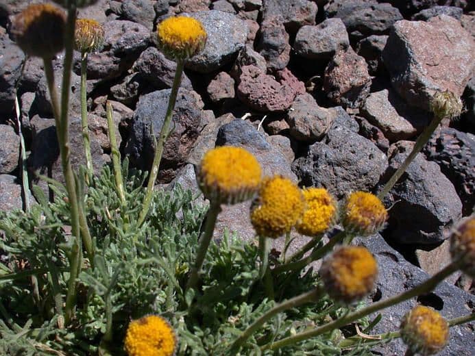 Erigeron composto 12
