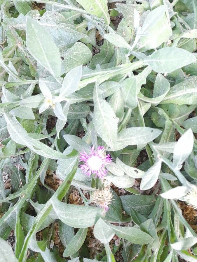 Centaurea 20