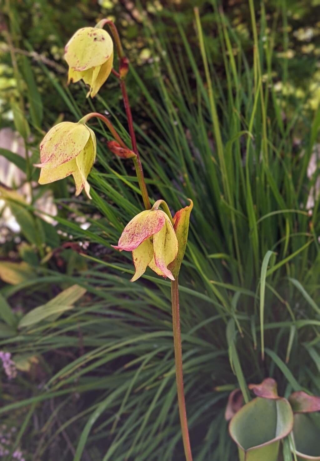 Heliamphora