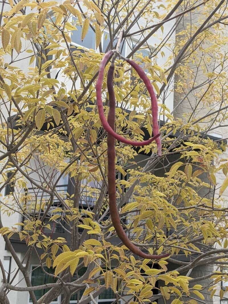 Tabebuia