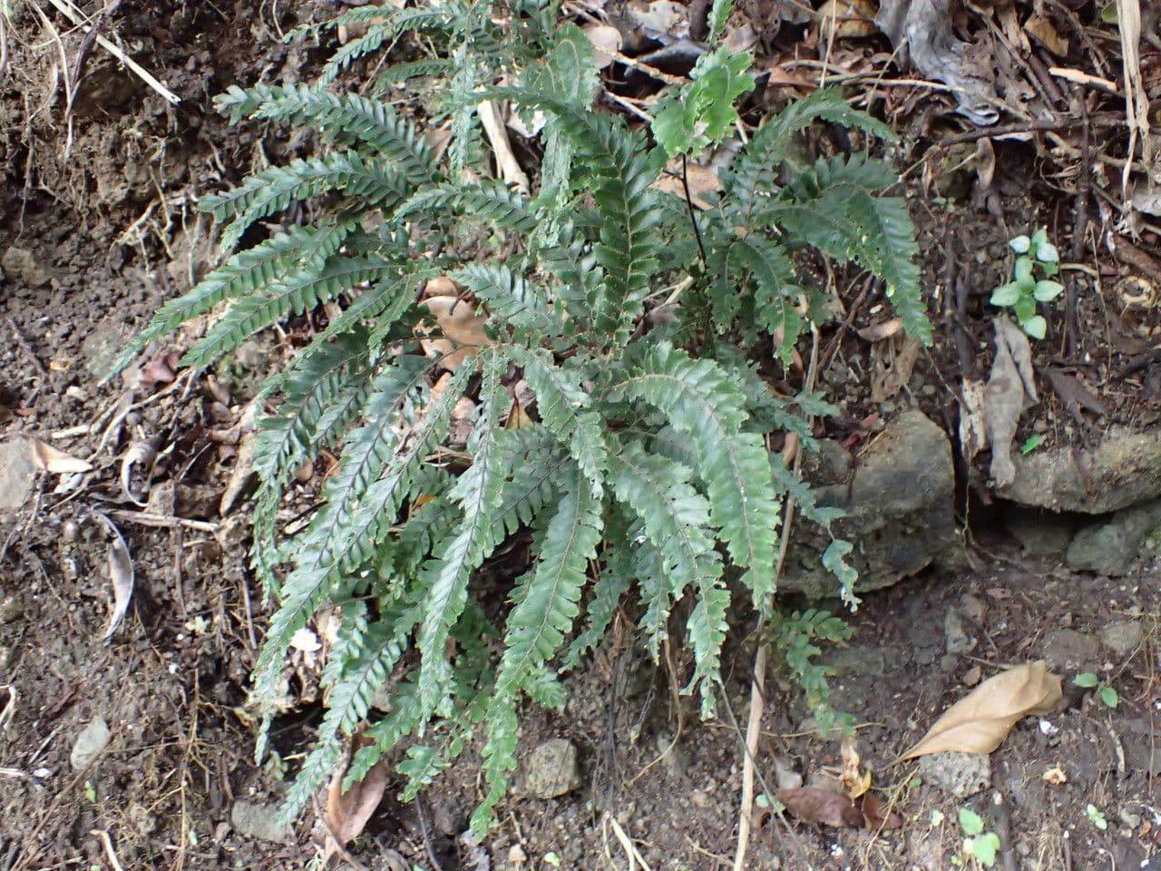 Capelvenere ispido 6