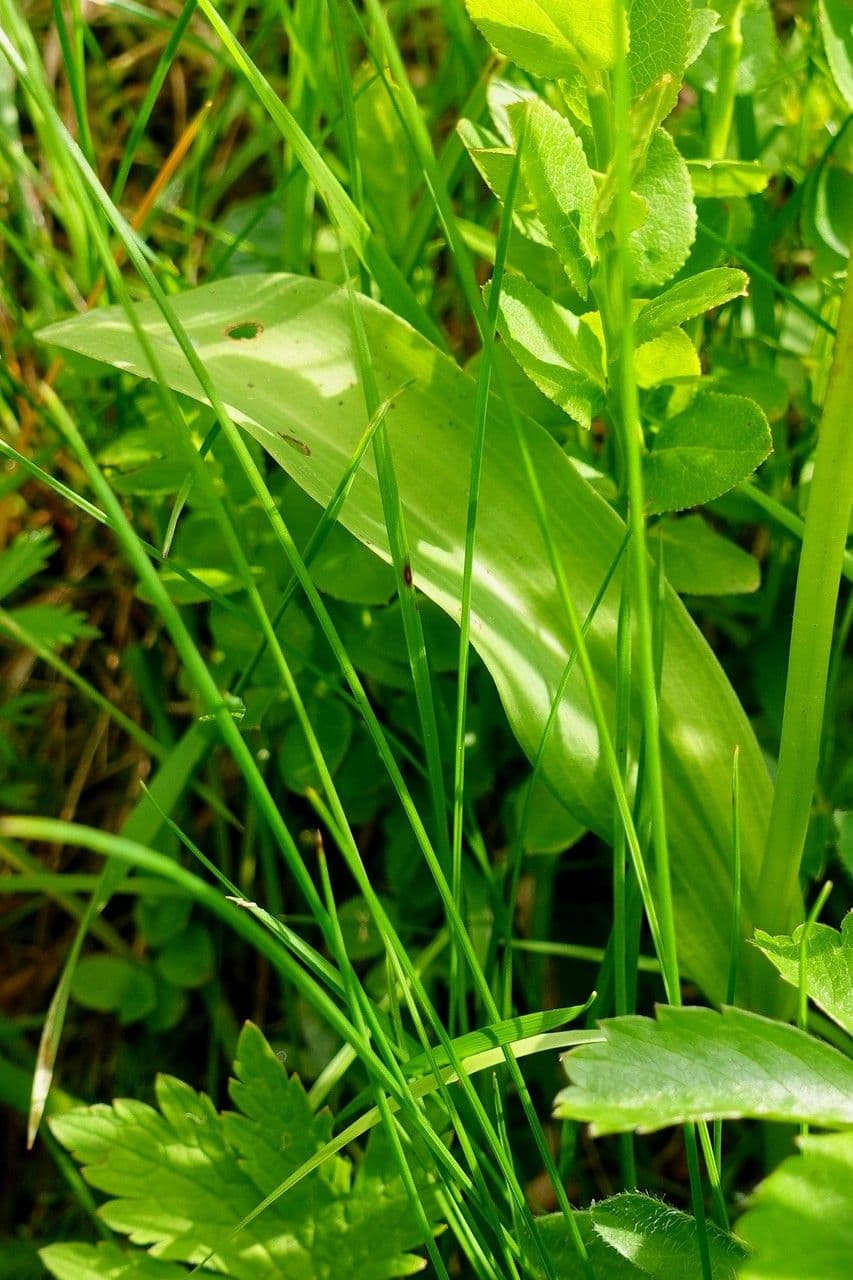 Kugelorchis 15