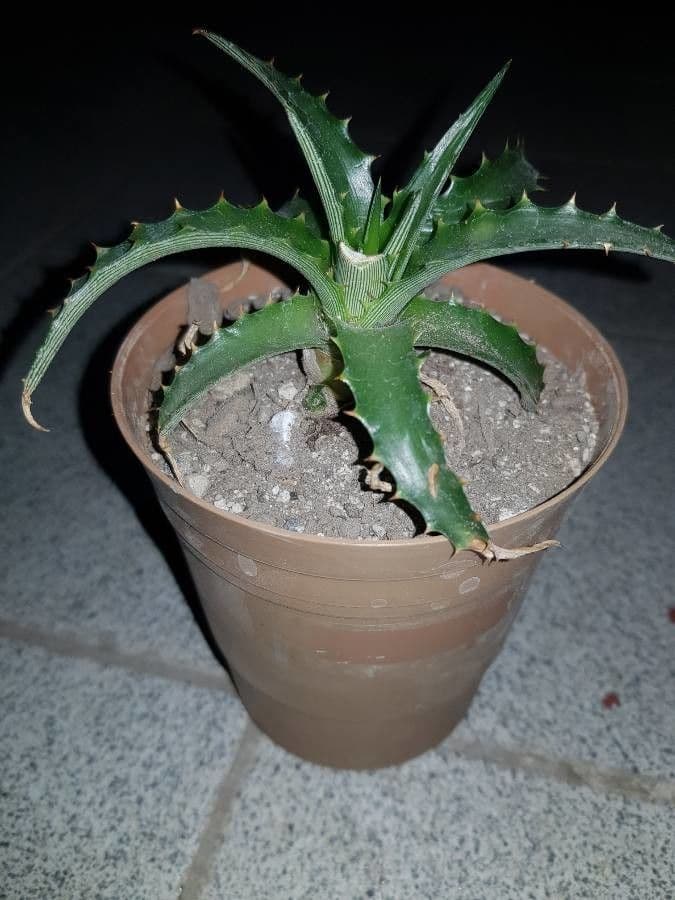 Dyckia 12