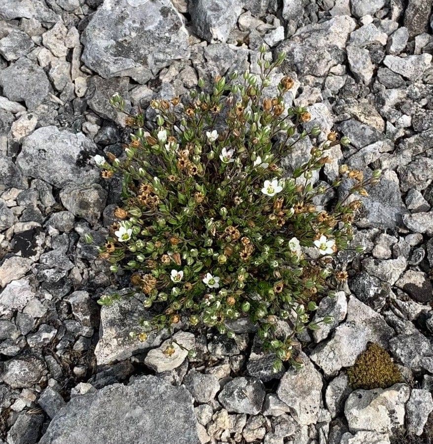 Arenaria gothica