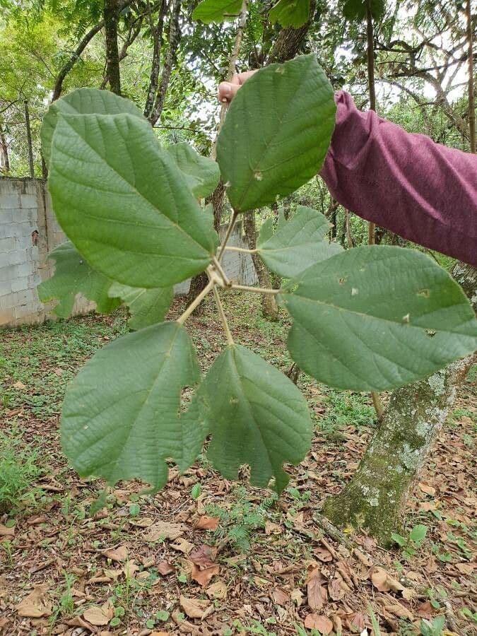 Alchornéa cuorifolia 4