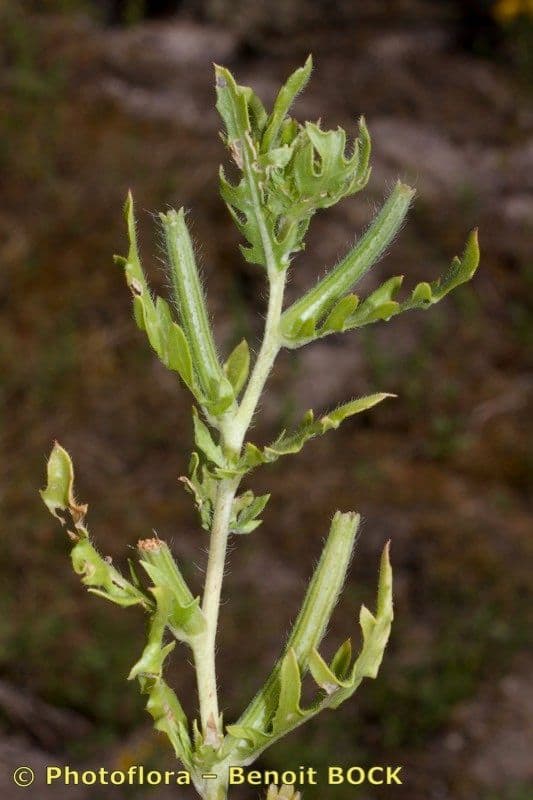 Onagra laciniata 24