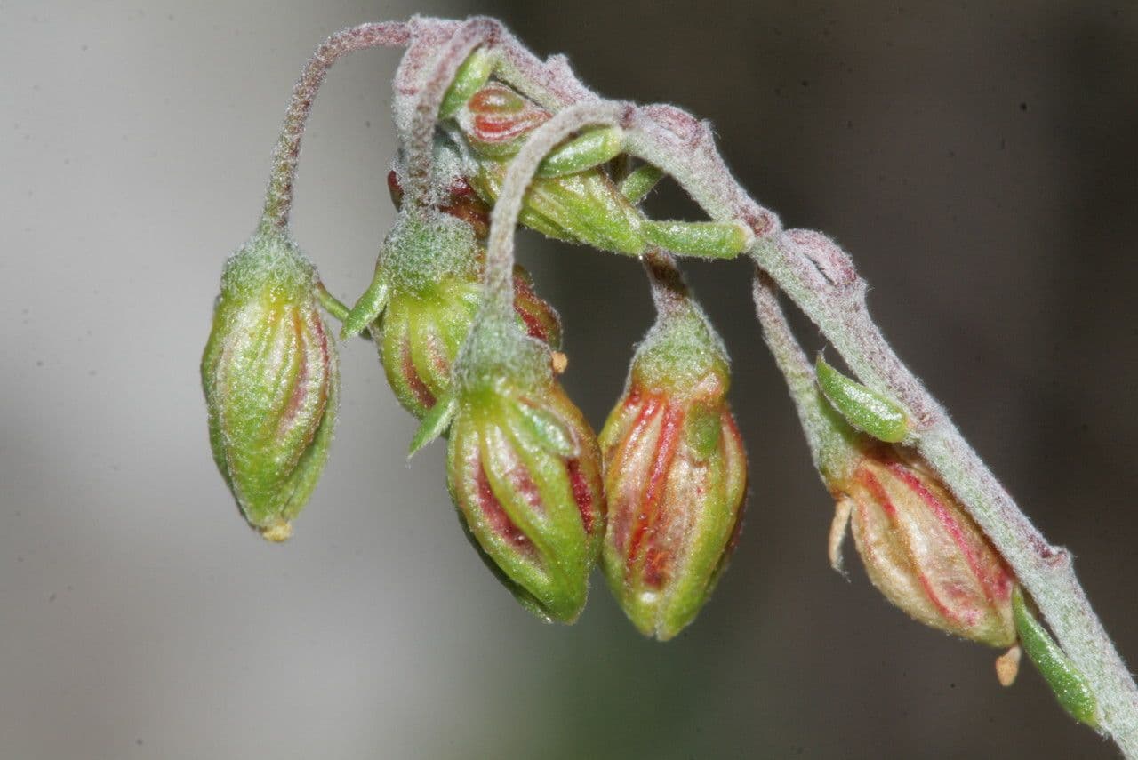 Eliantemo violaceo 26