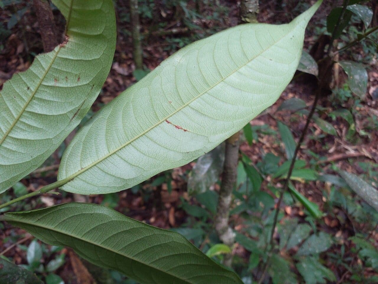 Eschweilera 4