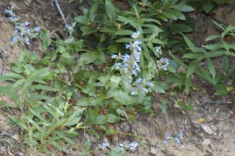 Penstemon anguineus 6