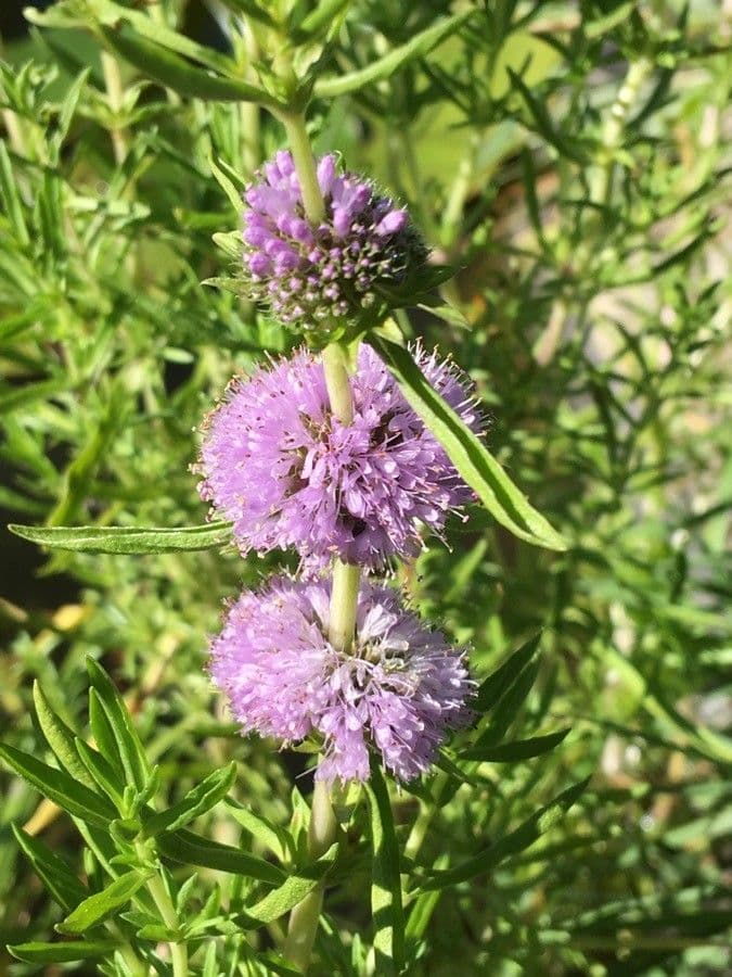 Menta cervina 3