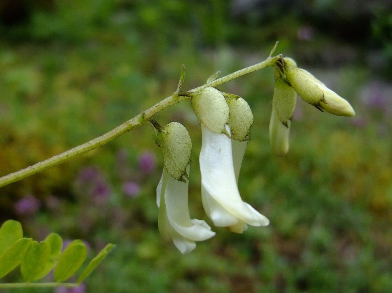 Astragalo mongolo 2