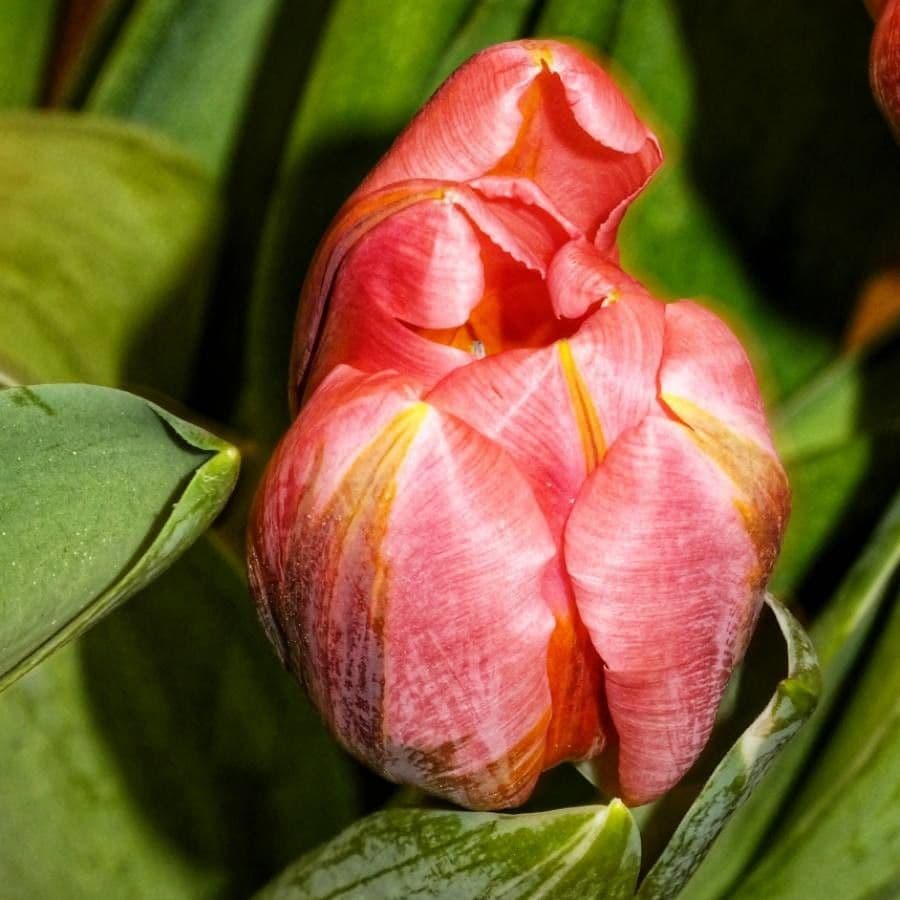 Tulipano di Gesner 10