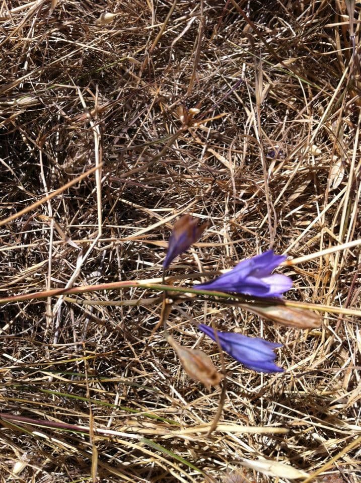 Triteleia laxa 8