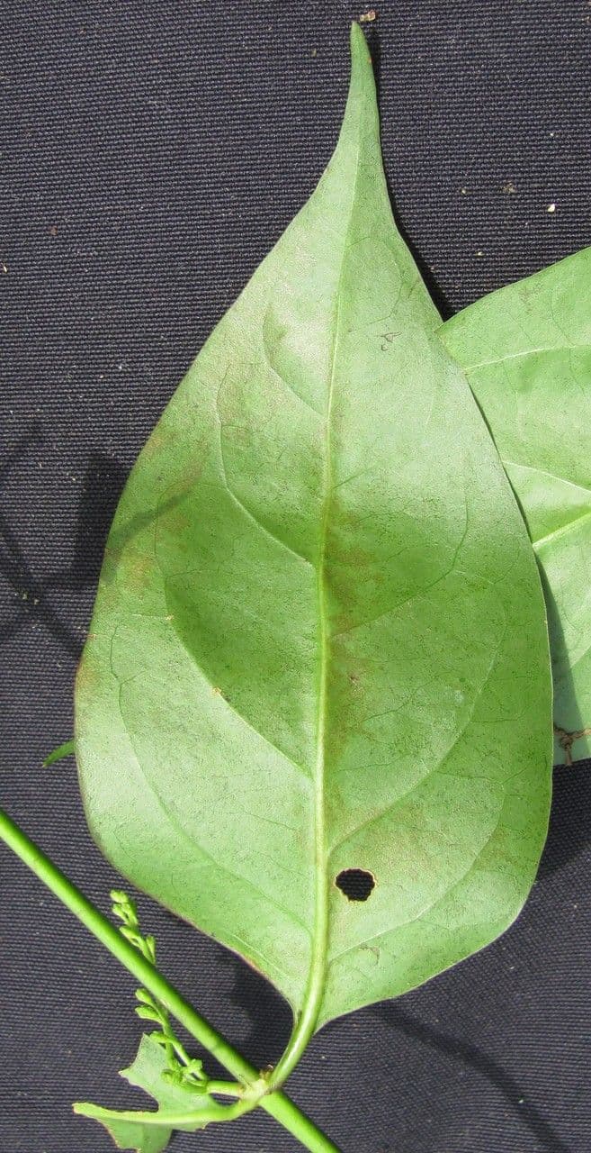 Chiococca alba 26