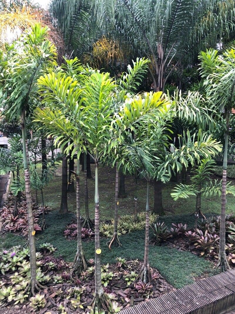 Sokratea naga 8
