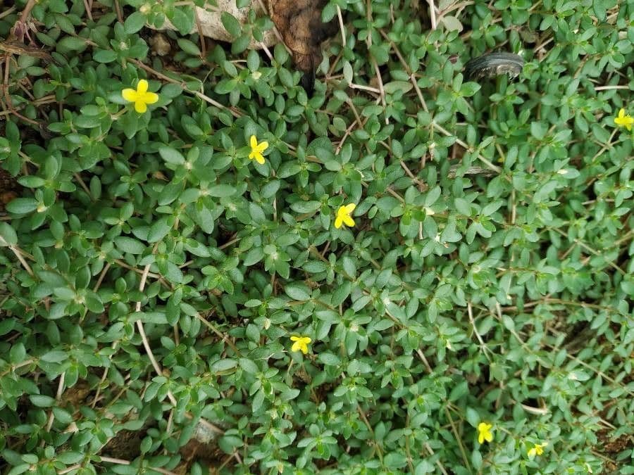 Portulaca 5