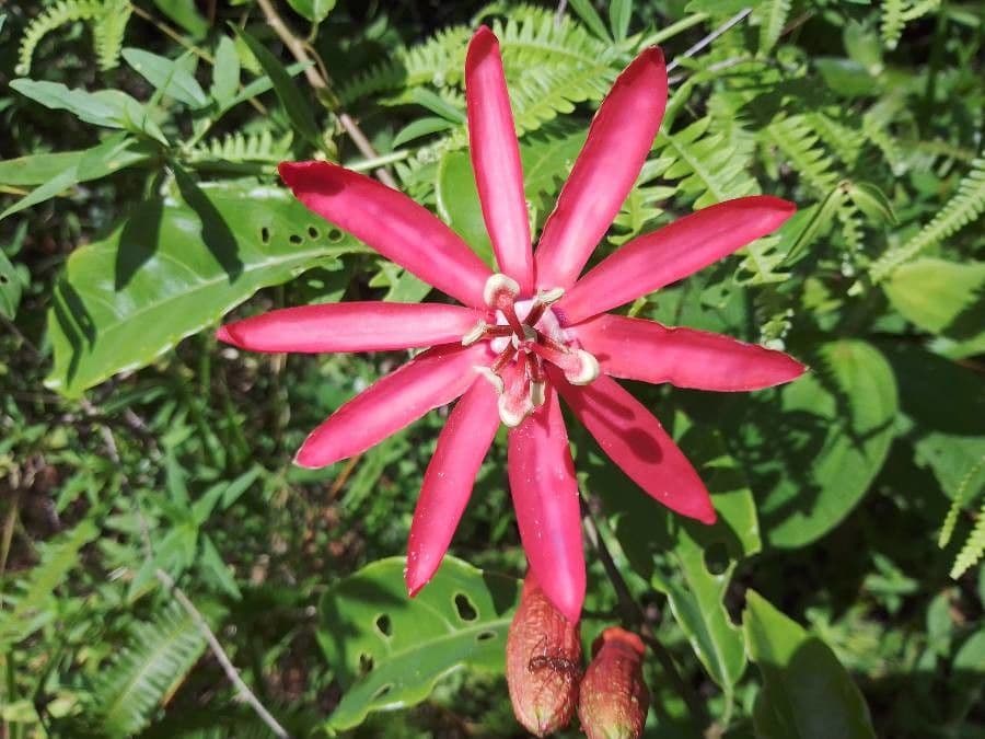 Passiflora 4