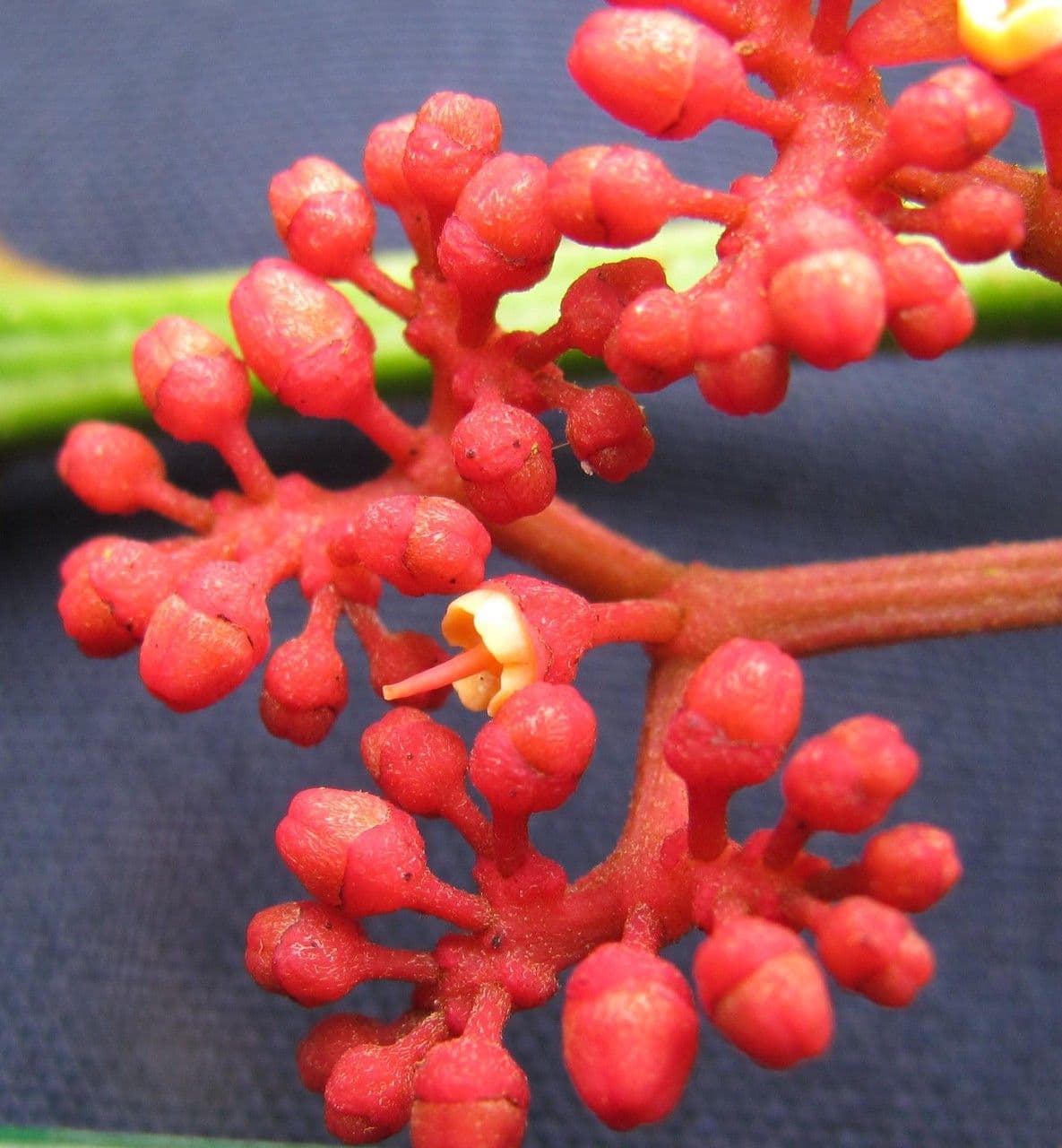 Cissus dwulistny