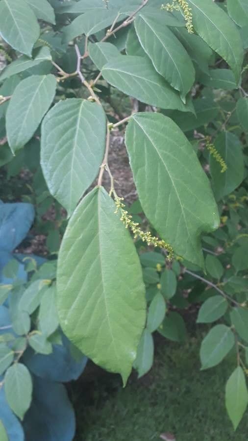 Neoshirakia giapponese 6