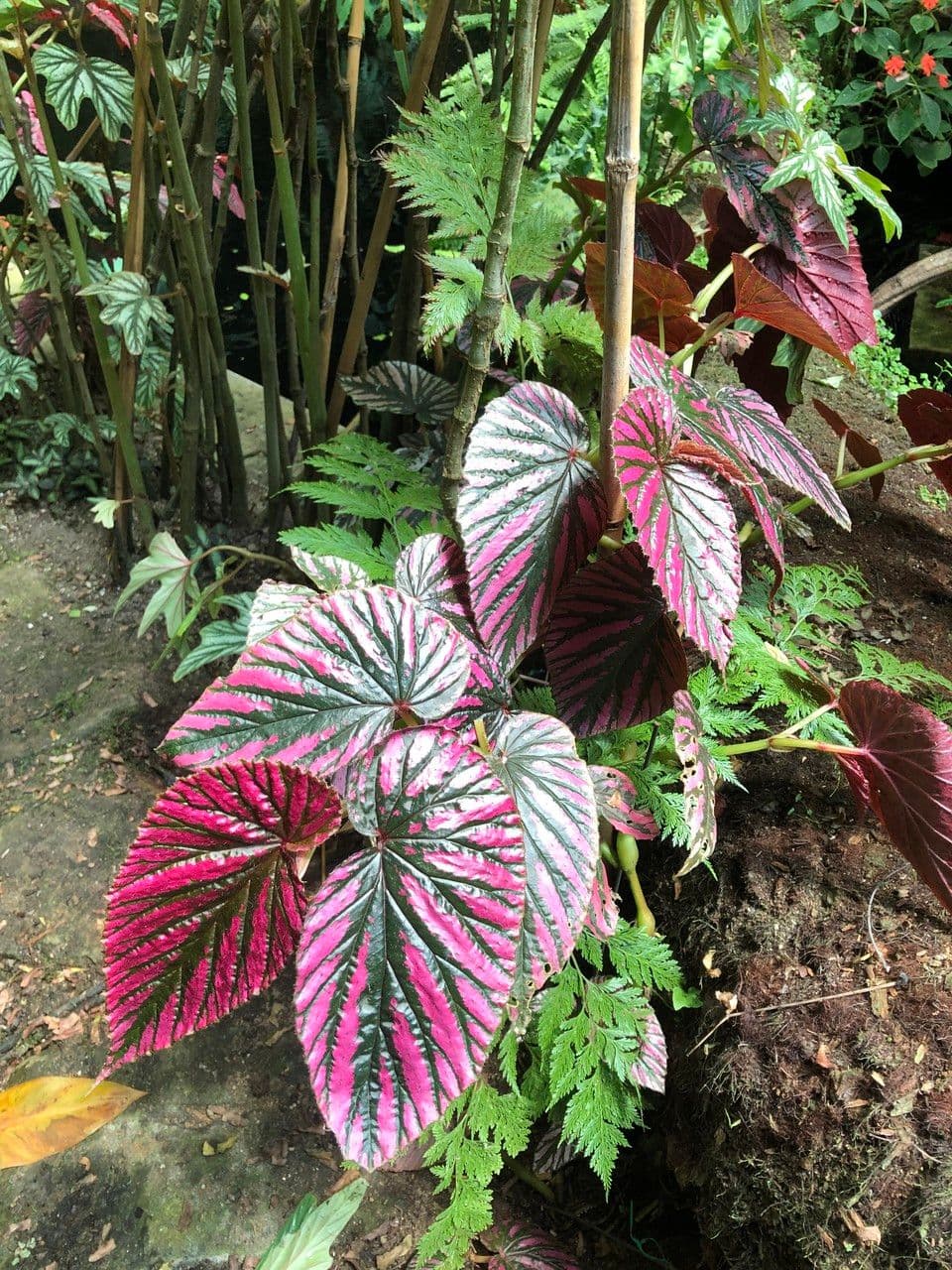 Begonia brevirimosa 7
