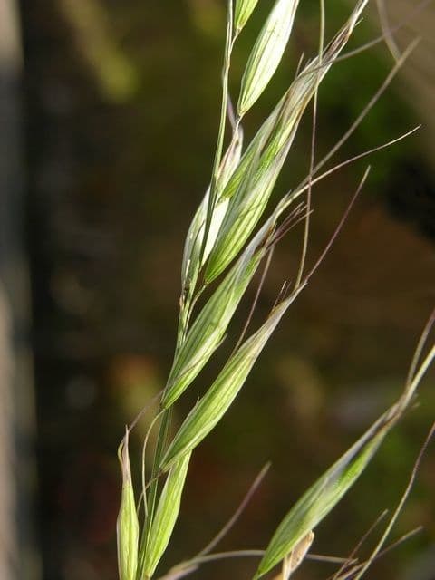 Avena strigosa 8