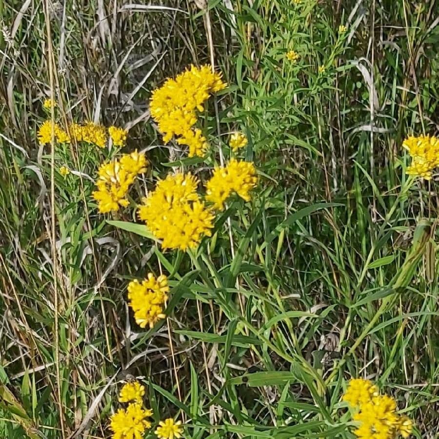 Euthamia graminifolia 7
