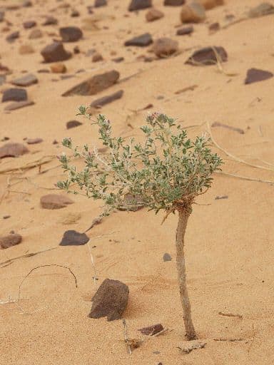 Moltkiopsis ciliata 7