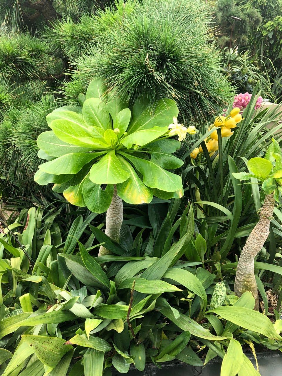 ʻŌlulu 11