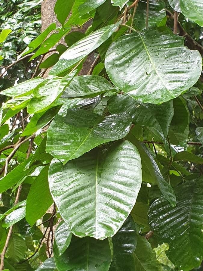 Santol 10
