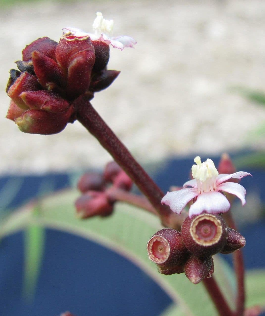 Miconia 4