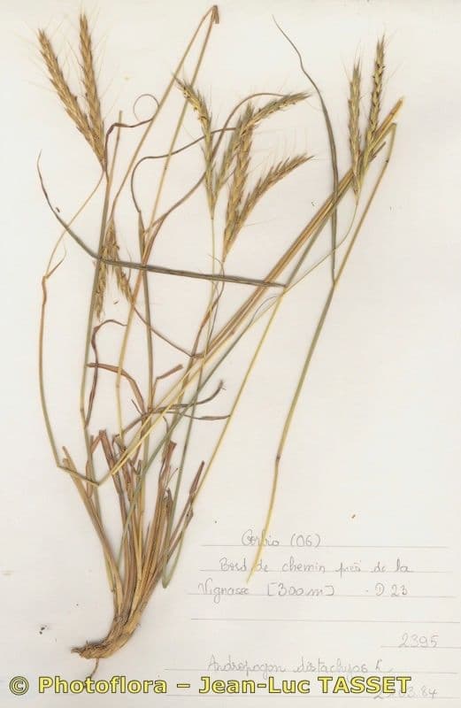 Buschiger Bartgras 10
