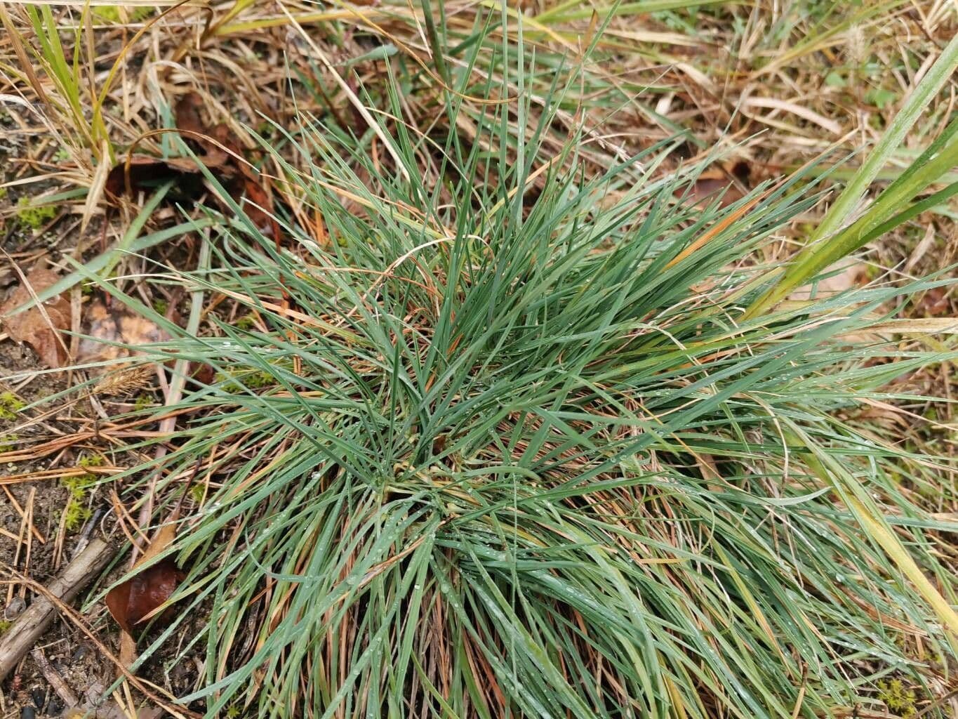 Koeleria glauca 9