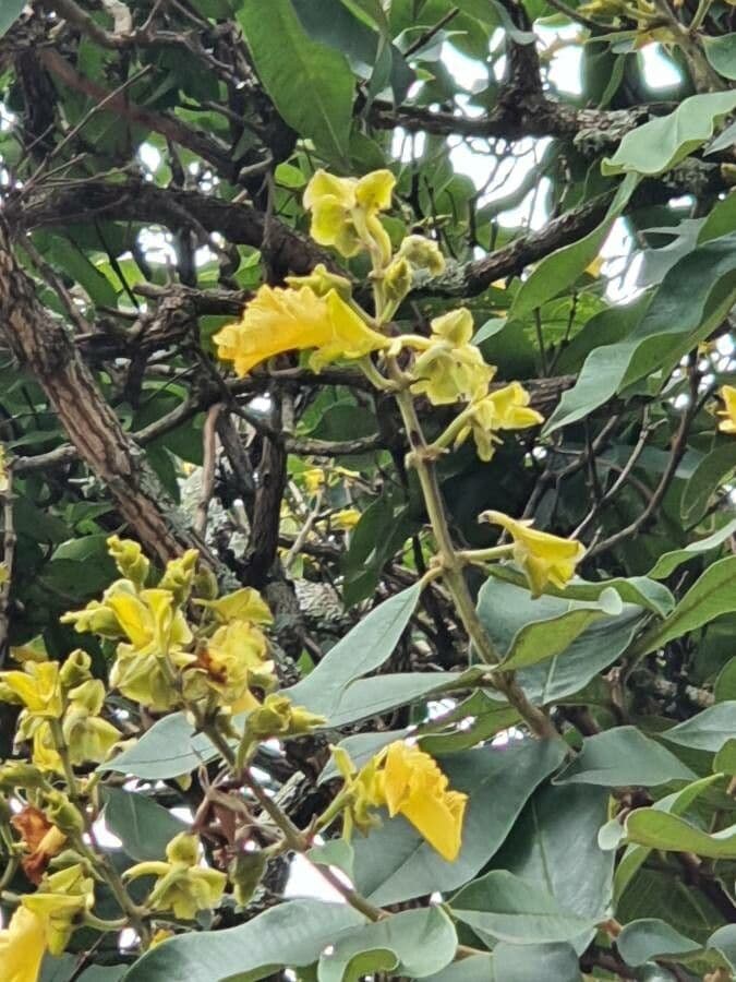 Qualea grandiflora 7