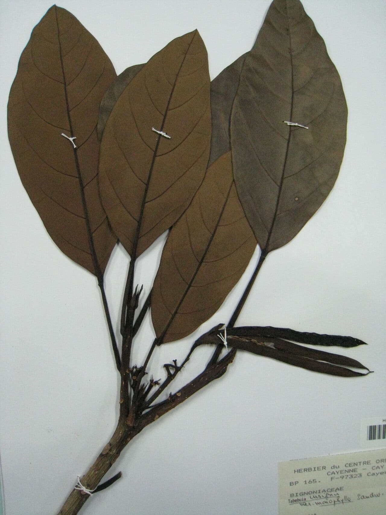 Tabebuia 4