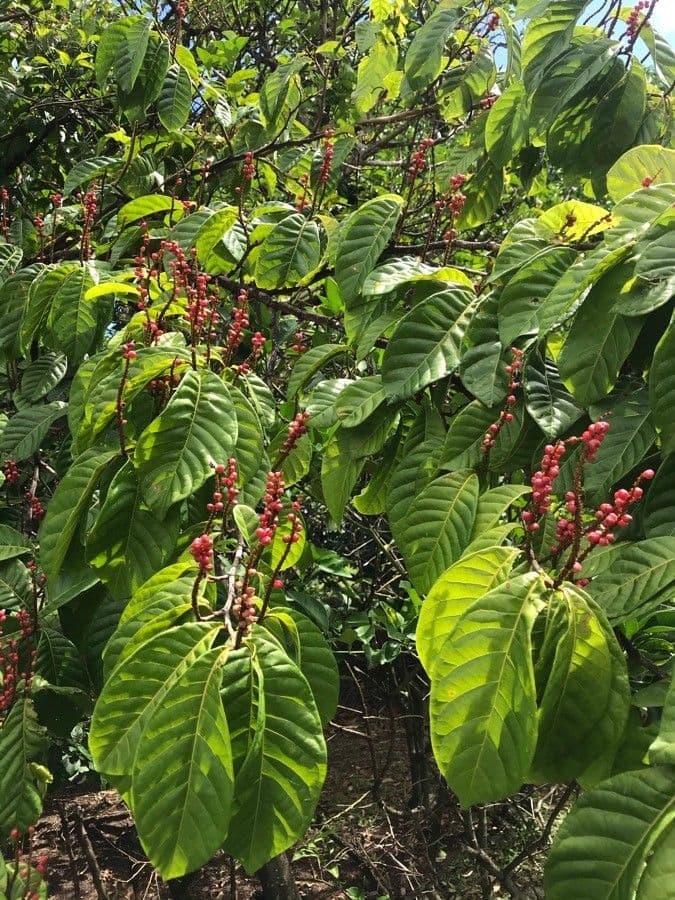 Coccoloba 6