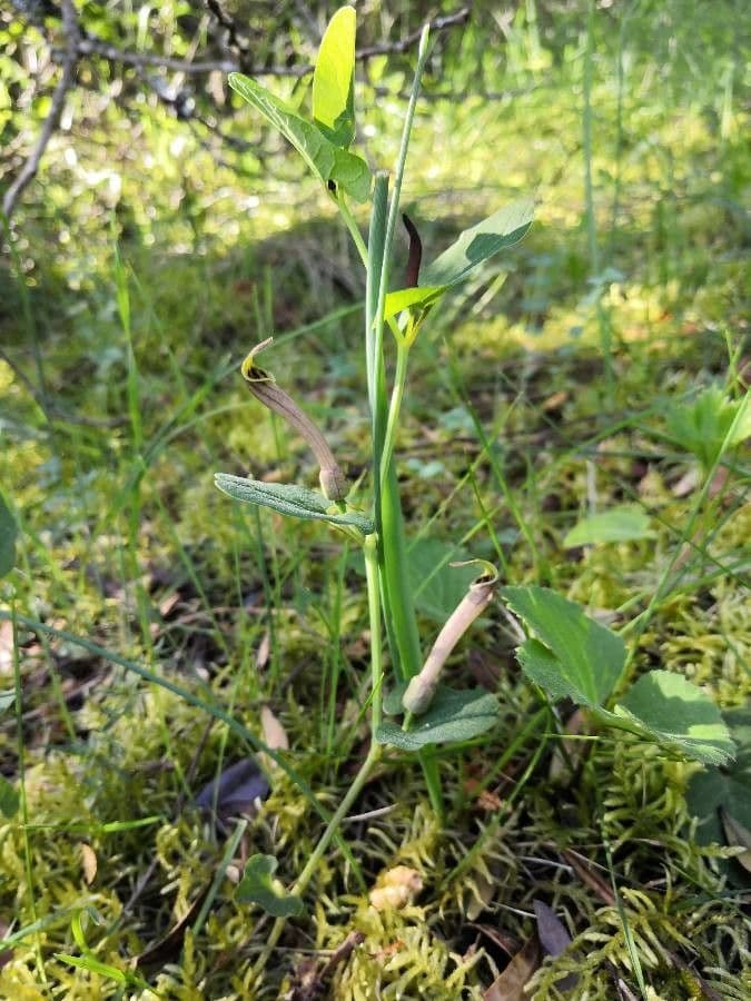 Rostlina 11