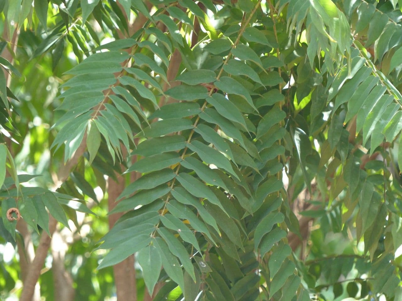 Bilimbi 28